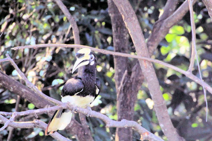 Mauser: W�hrend des Einschlusses durchl�uft das Weibchen eine vollst�ndige Mauser ihrer Flugfedern, sodass sie mit frischem Gefieder herauskommt, wenn die K�ken fl�gge werden.