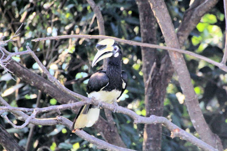 Eier und K�ken: Das Weibchen legt 1 bis 4 Eier und bebr�tet sie etwa 25 bis 33 Tage lang. Normalerweise �berleben jedoch nur ein oder zwei K�ken.�