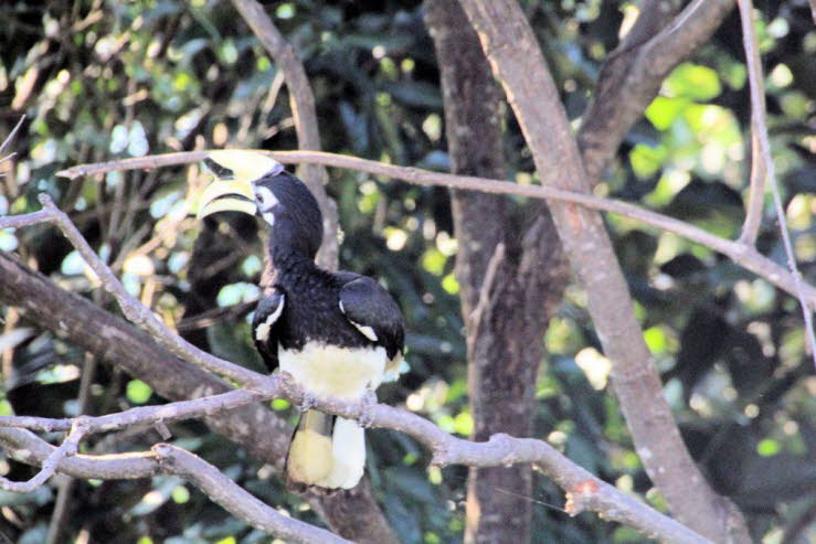 Gemeinsamer Ausbruch: Wenn die K�ken fl�gge und stark genug sind, brechen sowohl die Mutter als auch die Jungen die Versiegelung der H�hle auf und verlassen das Nest.