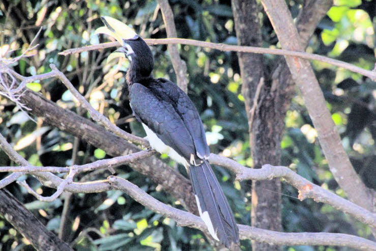 Nach der Brut: Nach dem Ausfliegen begleiten beide Elternteile die Jungv�gel bei ihren ersten Erkundungen und helfen ihnen bei der Nahrungssuche