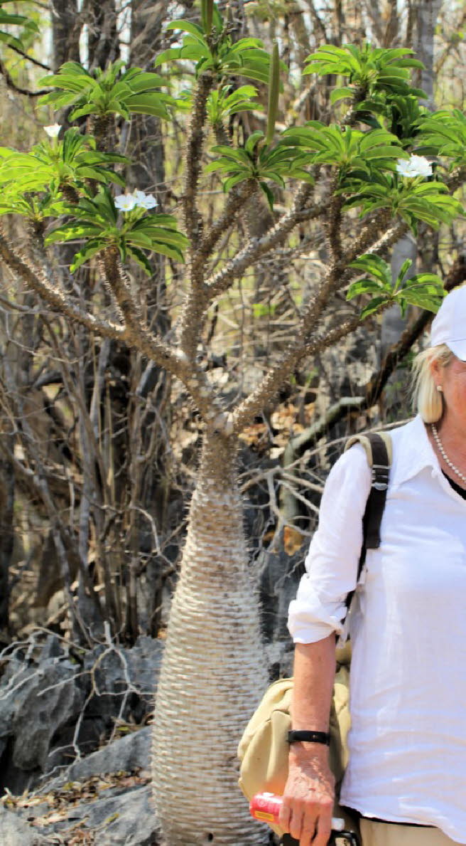 Flaschenbume oder Madagaskarpalmen:Pachypodium menabeum tritt nur in den Tsingy de Bemaraha auf, was nur einen kleinen Teil desselben Verbreitungsgebiets ausmacht. In der Tat wchst sie auf und unter den Tsingys. Es wurde nach dem Gebiet benannt, in dem 
&