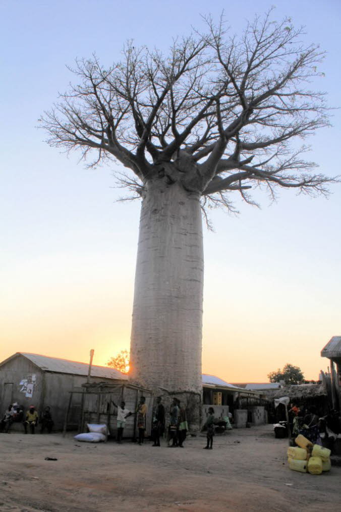 Baobab im Dorf