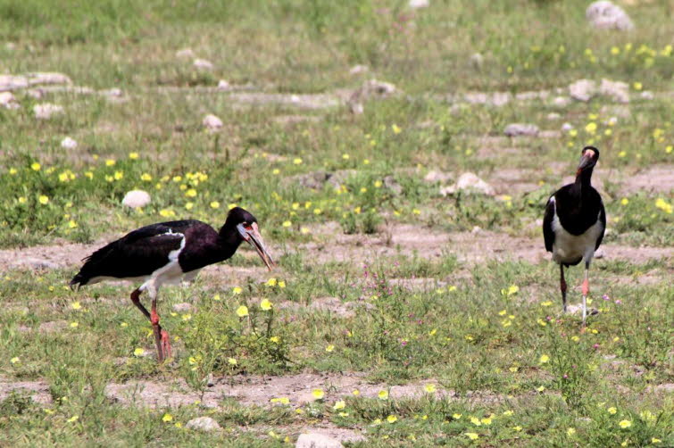 Im Etosha-Nationalpark in Namibia sind Schwarzst�rche zu beobachten 