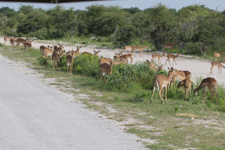 Impala
