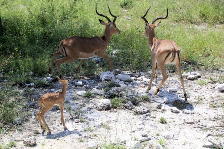 Impala