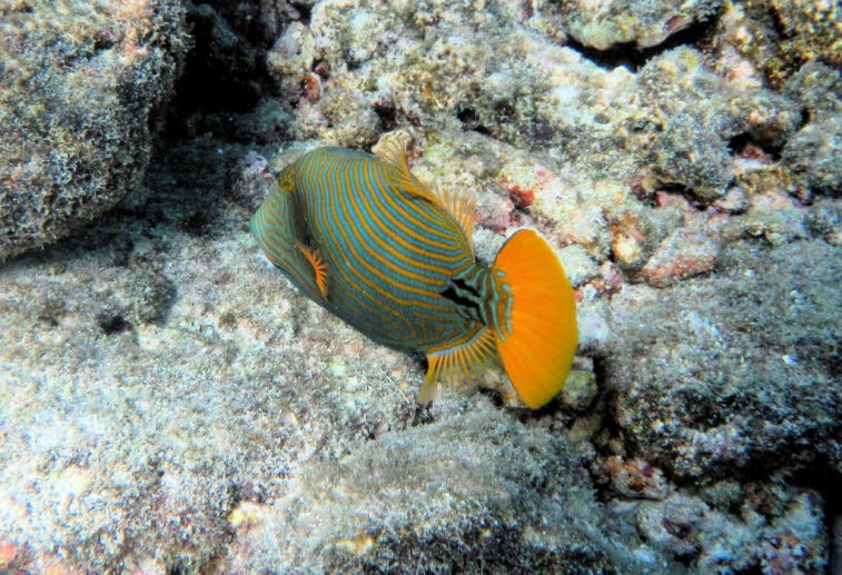Imperator-Kaiserfisch Pomacanthus imperator