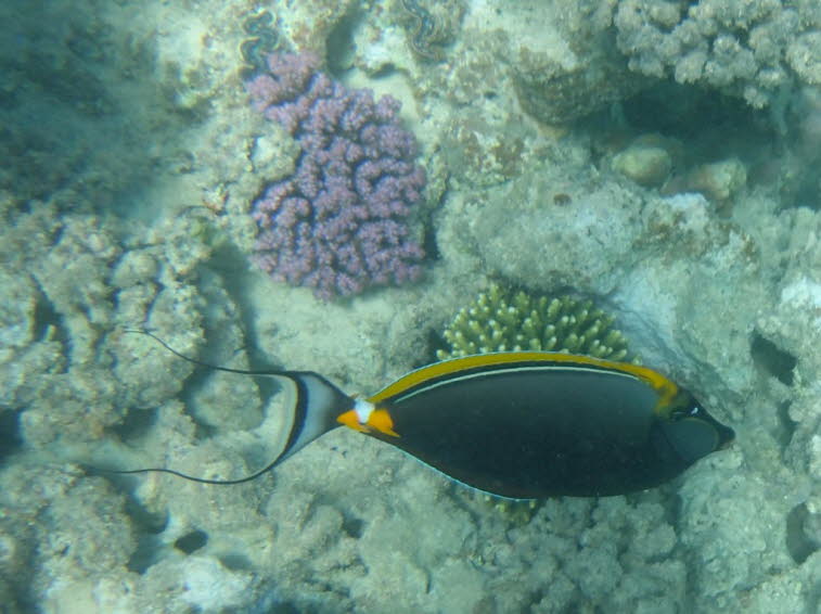 Imperator-Kaiserfisch