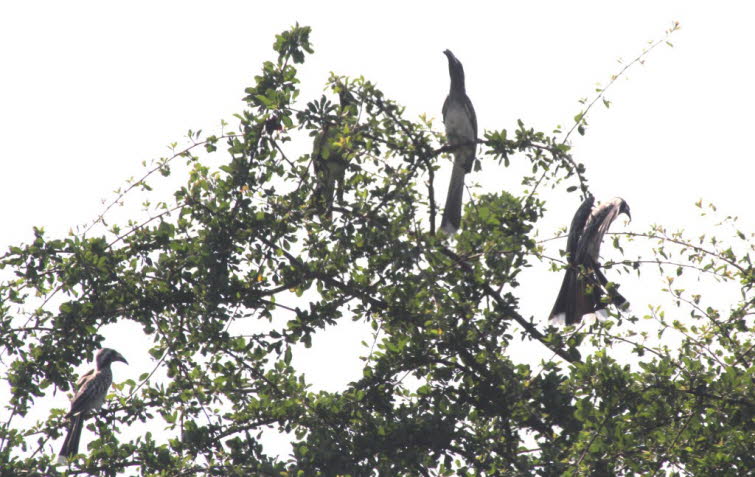 Indienhornvogel