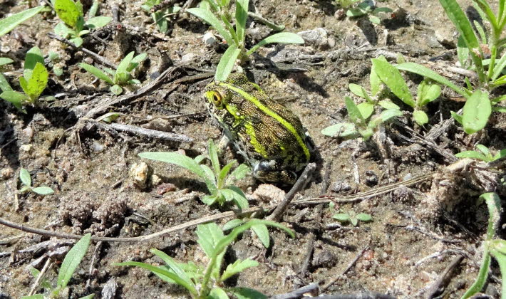Junger afrikanischer groer Frosch bekannter Ochsenfrosch (Pyxicephalus adspersus)