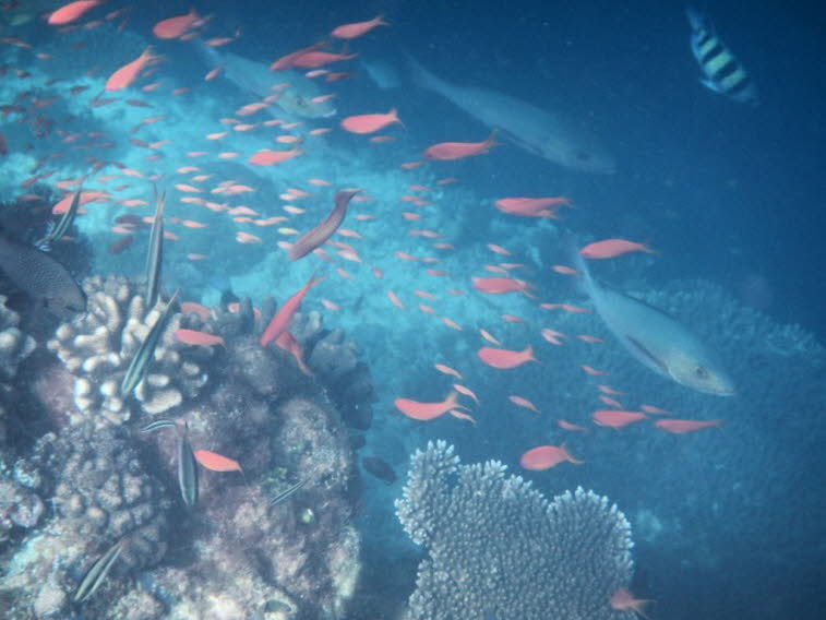 Juwelen Fahnenbarsch Pseudanthias Squamipinnis