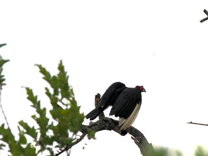 Der Sdliche Hornrabe (Bucorvus leadbeateri, Syn.: Bucorvus cafer), manchmal auch als Rotwangenhornrabe, Sdhornrabe oder Kaffernhornrabe bezeichnet, ist eine Vogelart aus der Familie der Hornraben (Bucorvidae) und ein Charaktervogel der afrikanischen Sav
l