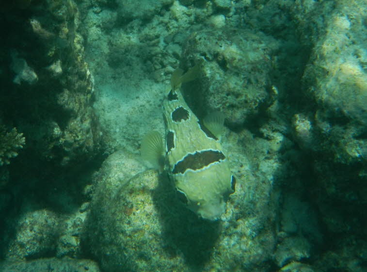 Kofferfisch Boxfish 