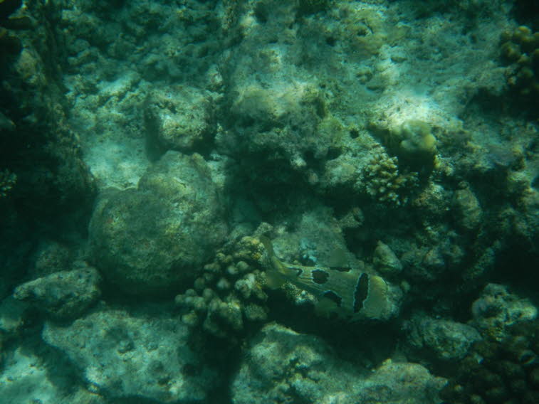 Kofferfisch Boxfish