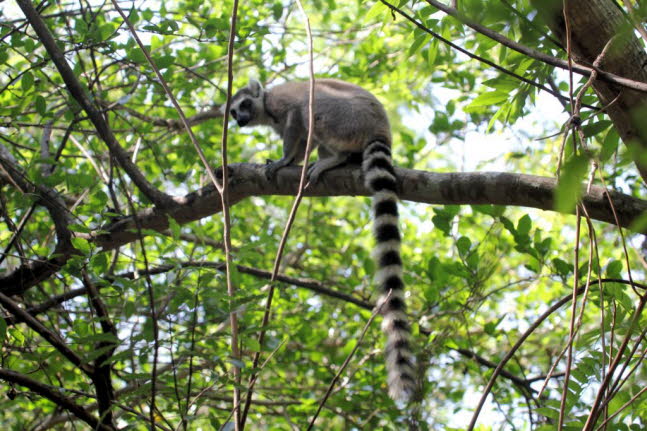 Katta: Der Katta ist der bekannteste Lemur. Kattas leben in den Trockenwldern im Sden und Westen Madagaskars, wo sie sich von Frchten, Blten, Blttern und Rinde ernhren. Kattas sind die am weitesten terrestrisch lebende Lemurenart und kommen in weibl