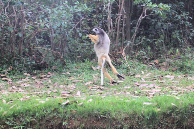 Ein Diademed Sifaka Lemur tanzt