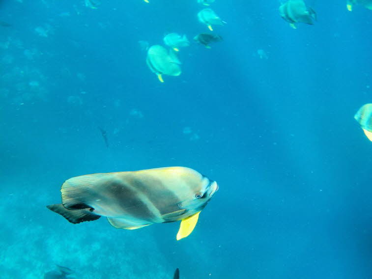 Langflossen-Fledermausfisch Langflossen-Fledermausfisch: K�rper: Der K�rper ist seitlich stark abgeflacht und hochr�ckig. Farbe: Er ist silbergrau mit dunklen vertikalen Streifen am Kopfbereich. Flossen: Die Brustflossen weisen eine auff�llige gelbe F�rbu