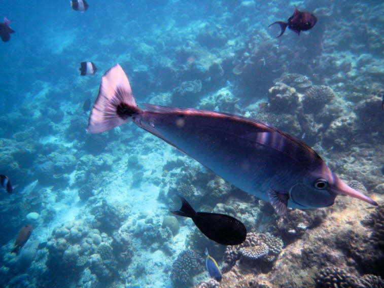 Langnasendoktorfisch