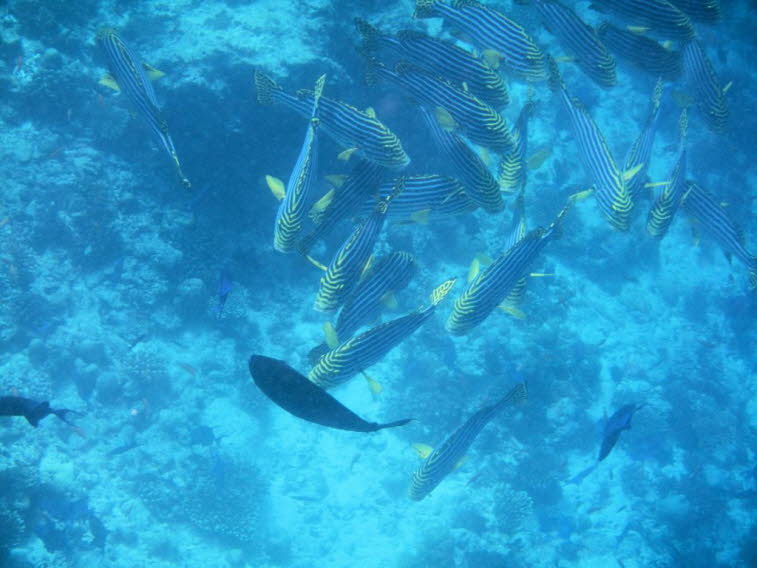 Lippfische 