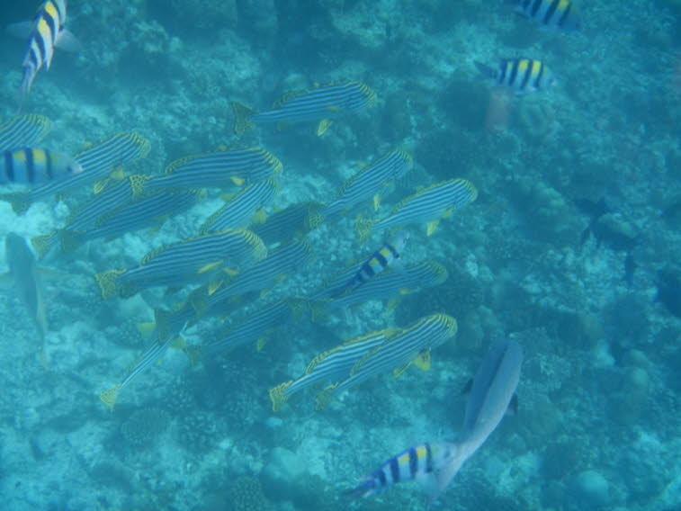 Lippfische