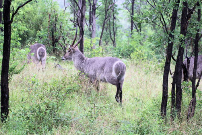 Mnnlicher Ellipsen-Wasserbock (Kobus ellipsiprymnus) im Krger-Nationalpark