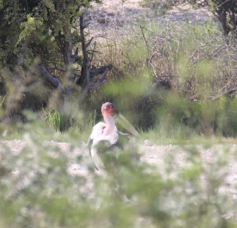 Marabu