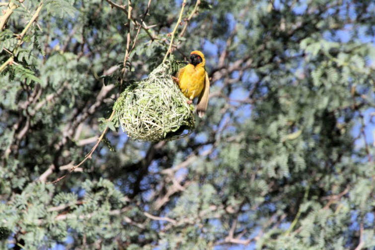 Maskenweber oder Dotterweber) in leuchtend gelbem Prachtkleid mit schwarzer Gesichtsmaske, der auf seinem k�nstlich gewebten Nest sitzt 