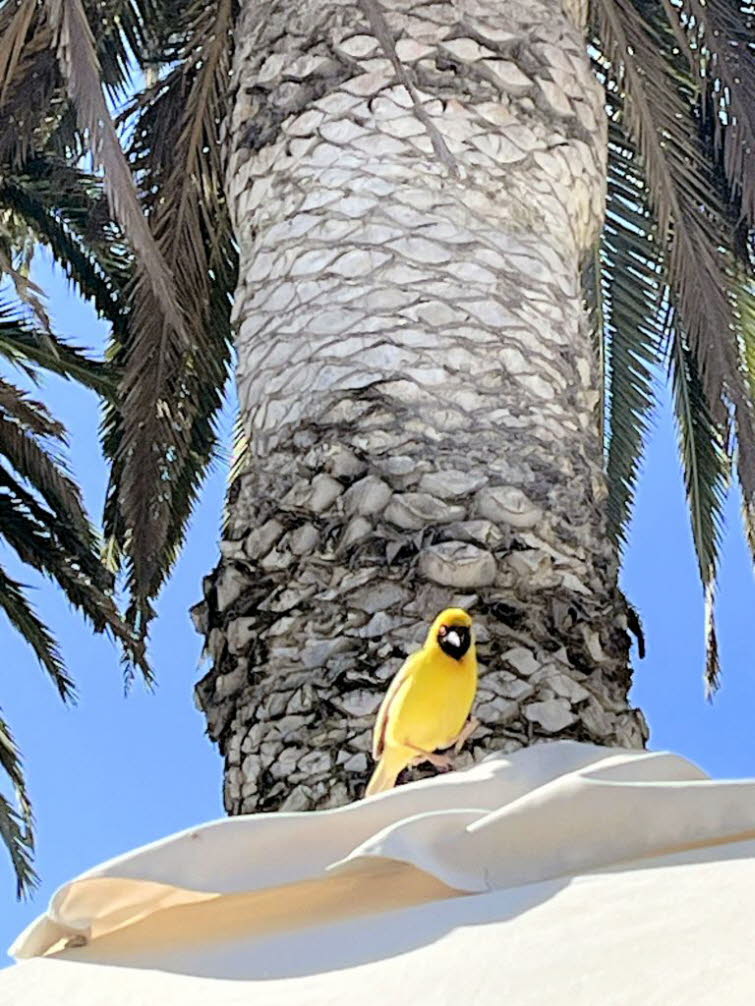 Maskenweber (Ploceus velatus), der an seinem kugelartigen H�ngennest baut.Die M�nnchen sind f�r den Nestbau zust�ndig und weben die Nester kunstvoll aus Gr�sern und Bl�ttern. Pr�fung: Das Weibchen begutachtet das fertige Nest oft kritisch. Gef�llt es ihm 
