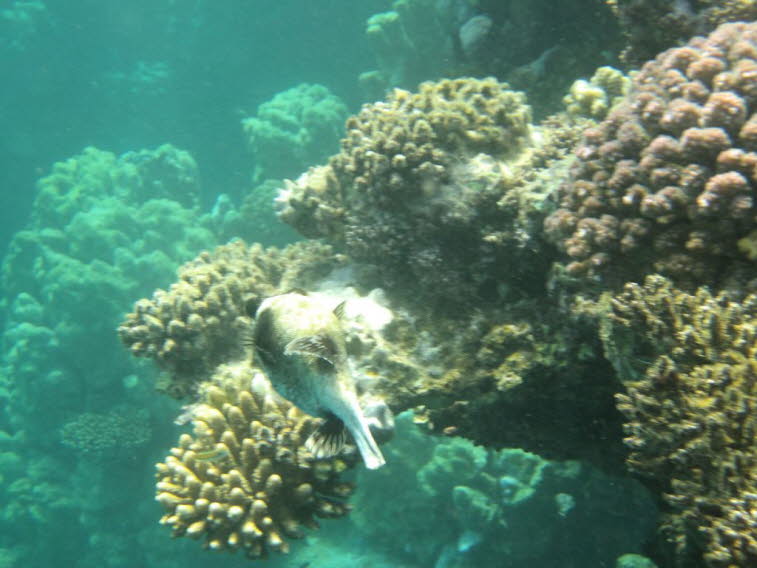 Maskierter Kugelfisch (Arothron nigropunctatus) im Roten Meer, �gypten 