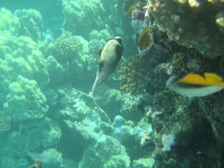 Maskierter Kugelfisch (Arothron nigropunctatus) im Roten Meer, �gypten 