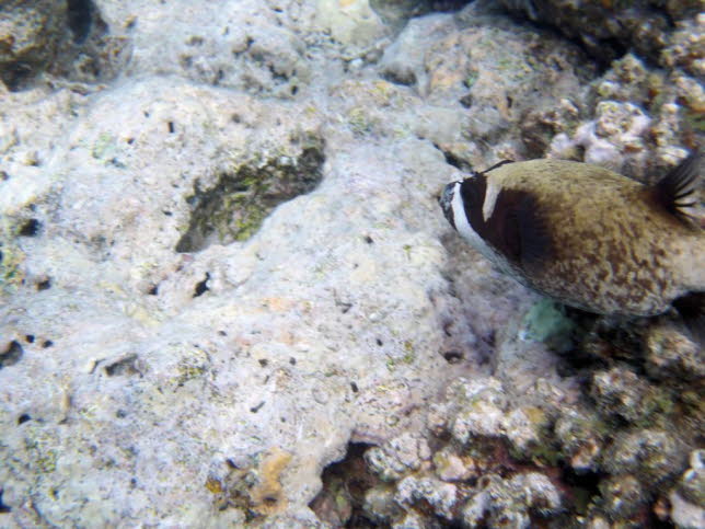 Maskierter Kugelfisch (Arothron nigropunctatus) im Roten Meer, gypten