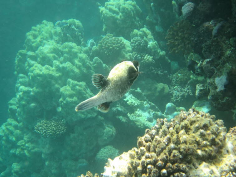 Maskierter Kugelfisch (Arothron nigropunctatus) im Roten Meer, �gypten