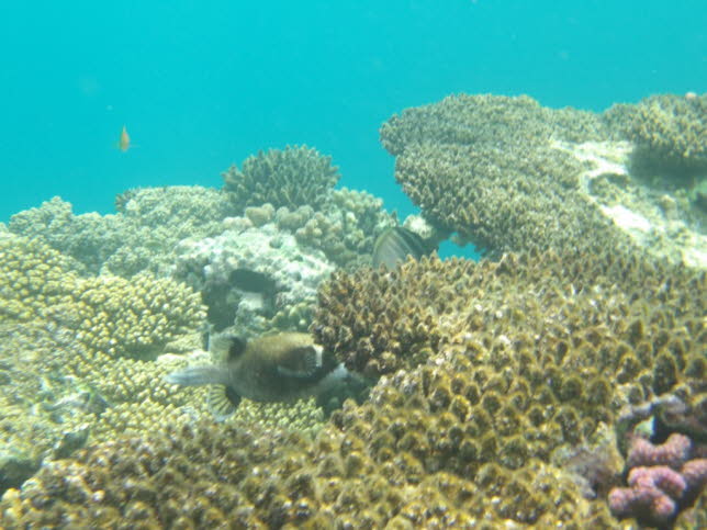 Maskelkugelfisch: Die Gattung Arothron umfasst fnfzehn Arten. A. diadematus erreicht dreiig Zentimeter, whrend der grte, A. stellatus, beeindruckende 1,2 Meter erreichen kann! Der Fisch kommt nur im Roten Meer vor und ist eng mit A. nigropunctatus ve