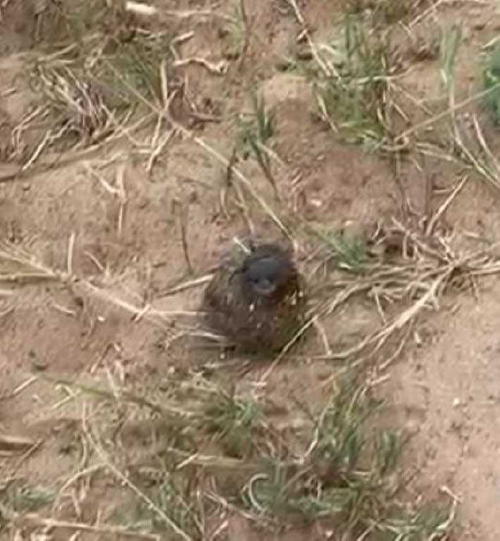Der kleine Film oben zeigt einen Mistk�fer. Mistk�fer sind faszinierende Insekten, die f�r ihre Rolle im �kosystem bekannt sind: Verhalten: Sie formen Kugeln aus tierischen Exkrementen, die sie oft �ber weite Strecken rollen. Diese Kugeln dienen entweder 
