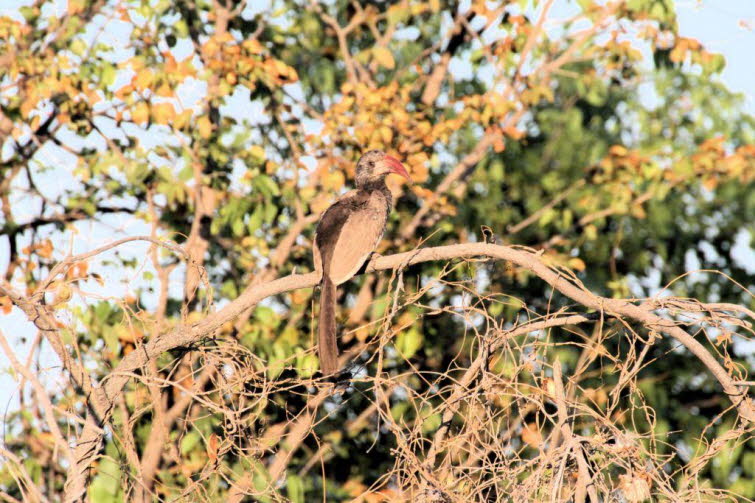 Der Monteirotoko (Tockus monteiri), auch als Monteiro-Toko bekannt, geh�rt zur Familie der Nashornv�gel (Bucerotidae) und zur Gattung der Tokos. Der Monteirotoko ist perfekt an extreme Trockenheit angepasst. Zu seinen typischen Lebensr�umen geh�ren: Trock