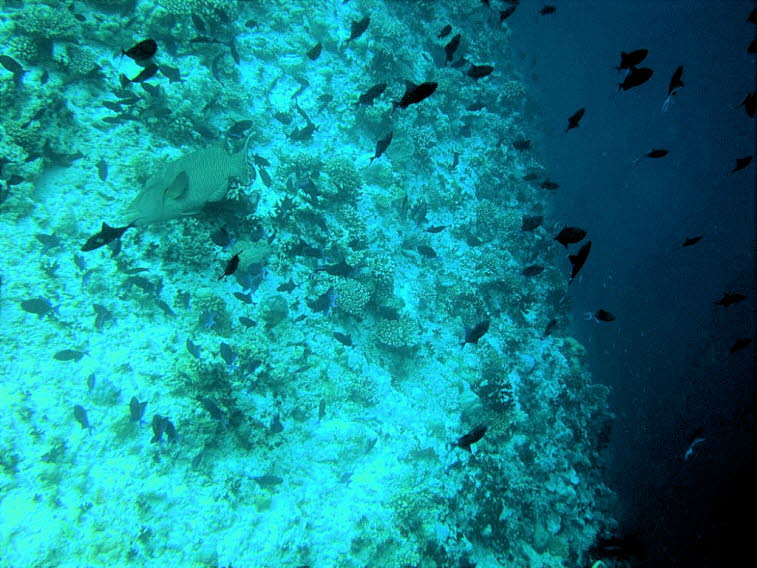 Napoleon-Lippfisch inmitten von Riff- und Dr�ckerfischen