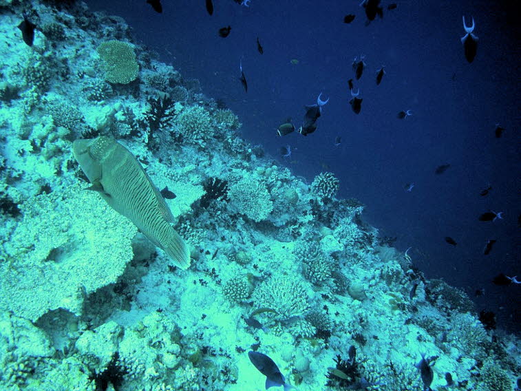 Napoleon-Lippfisch (Cheilinus undulatus), der oft auch als Buckelkopf-Lippfisch bezeichnet wird: Merkmale des Fisches: Stirnh�cker: Ein markanter, dicker Buckel auf der Stirn, der besonders bei �lteren Tieren gut zu sehen ist. K�rperbau: Sehr gro�er, kr�f