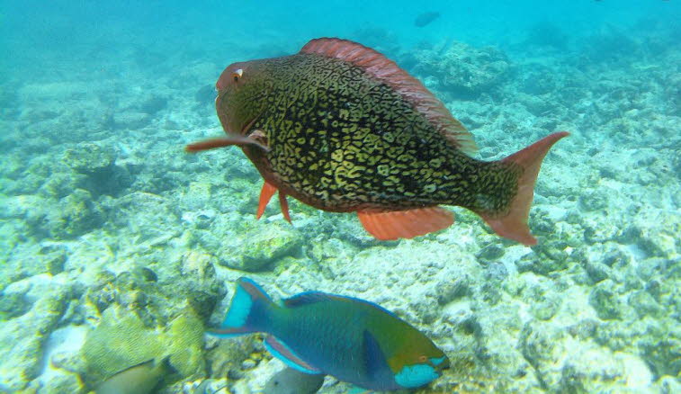 Nasenh�cker-Papageifisch: Merkmale des Weibchens: Das Weibchen zeigt ein br�unlich- bis r�tlich-marmorierte oder netzartige Zeichnung auf dem K�rper sowie r�tliche Flossen. Begleitfisch: Im unteren Bildrand ist zudem ein blau-gr�ner Papageifisch zu sehen 