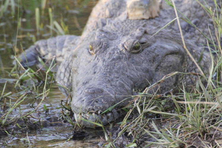 Nilkrokodil im Chobe-Fluss