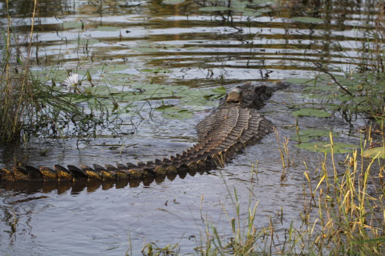 Nilkrokodil im Chobe-Fluss 