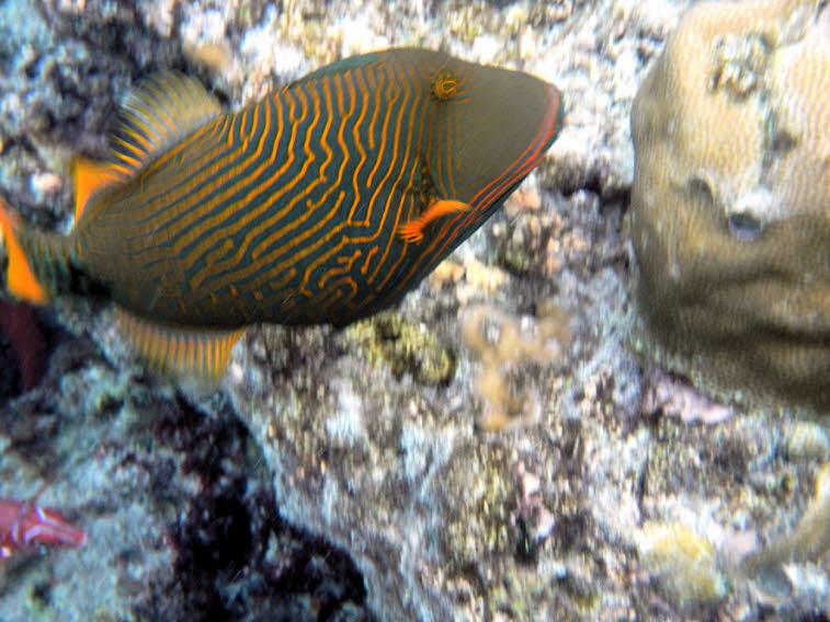 Orangestreifen-Dr�ckerfisch (Balistapus undulatus) Orangestreifen-Dr�ckerfisch (Balistapus undulatus): Aussehen: Er besitzt einen gr�nlich-braunen bis bl�ulichen K�rper mit markanten, geschwungenen orange-gelben Linien und gelblichen Flossen. Gr��e: Die T