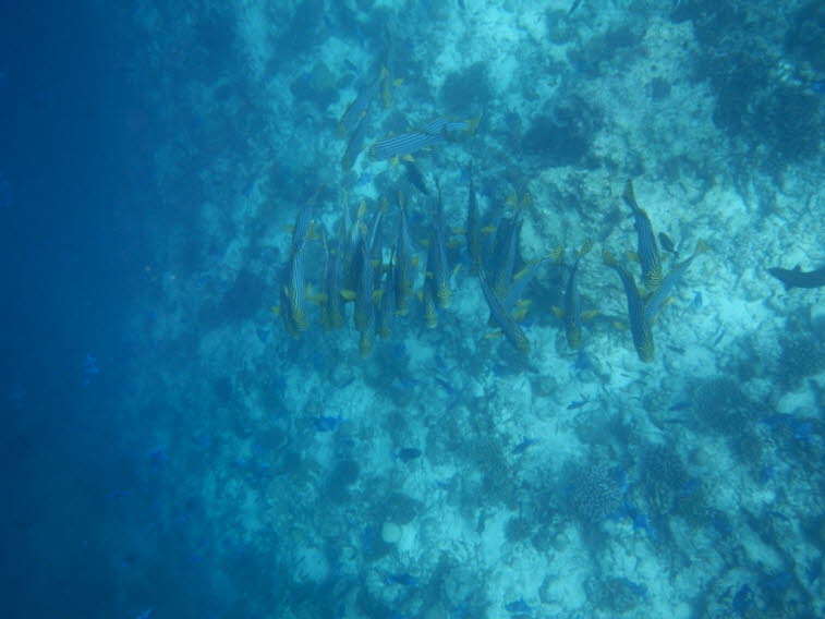 Orientalische S��lippe Plectorhinchus vittatus