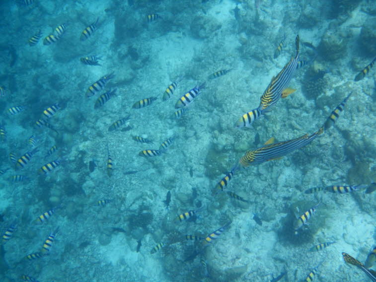 Orientalische S��lippe Plectorhinchus vittatus (2)
