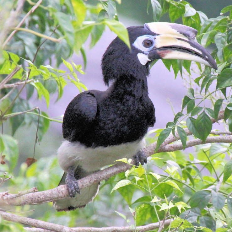 Orienthornvogel (Anthracoceros albirostris )