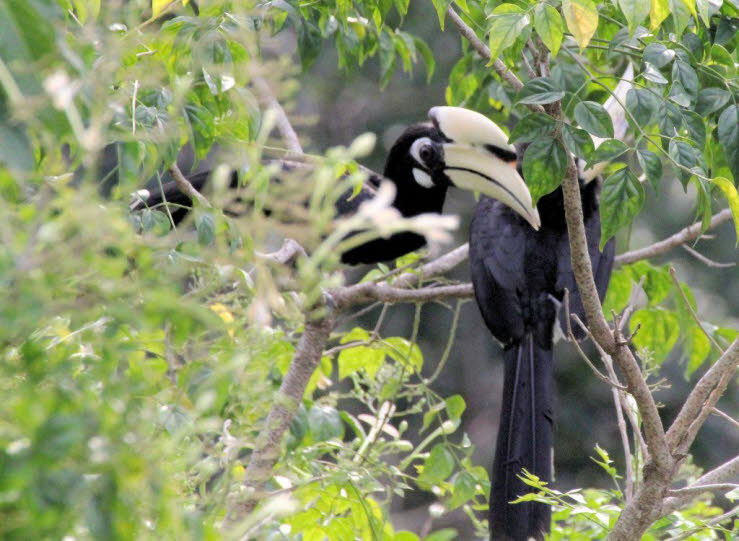 Orienthornvogel (Anthracoceros albirostris )