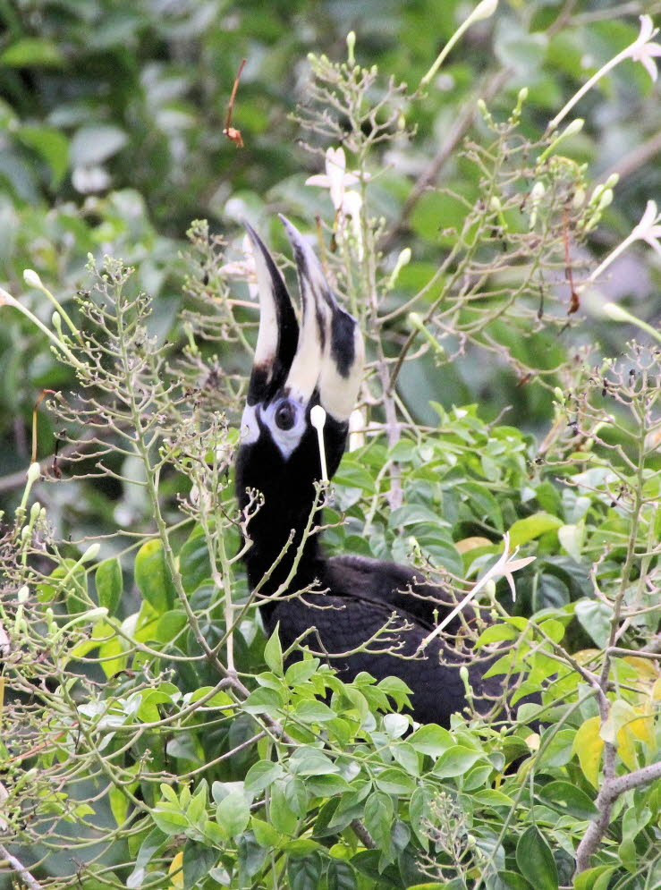 Orienthornvogel (Anthracoceros albirostris)