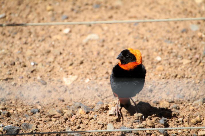 Der sdliche rote Bischof ist ein kleiner Sperlingsvogel, der zur Gattung der Bischofs- und Witwenvgel  gehrt. Er kommt hufig in Feuchtgebieten und Grasland in Afrika sdlich des quators vor. Nrdlich des quators wird er durch den Nrdlichen Roten Bi