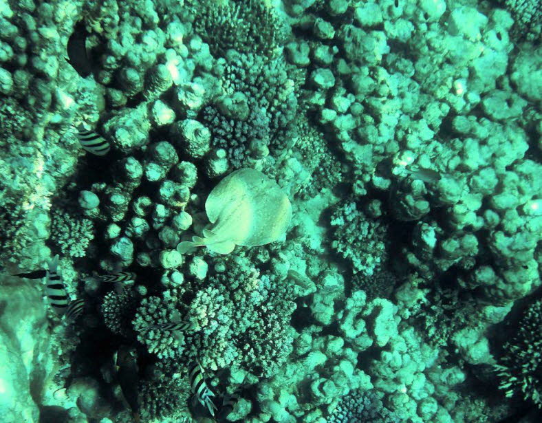 Panther-Torpedorochen oder Zitterrochen 1