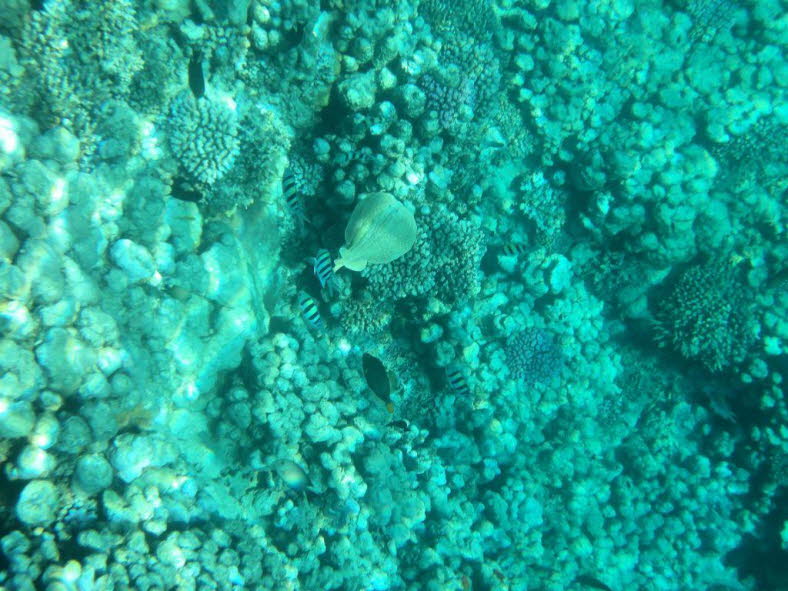 Panther-Torpedorochen oder Zitterrochen 7