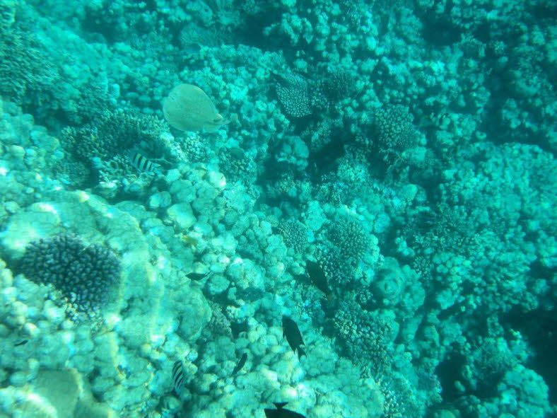 Panther-Torpedorochen oder Zitterrochen 9