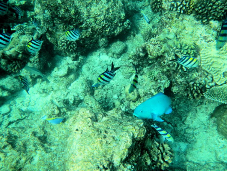 Papageienfisch 